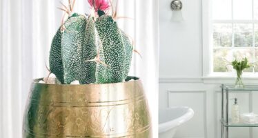 Cateva idei pentru a decora baia cu plante