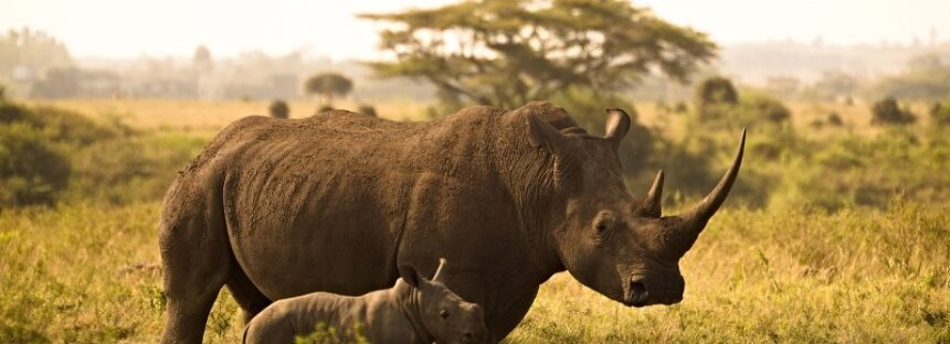 Lucruri mai puțin știute despre rinoceri