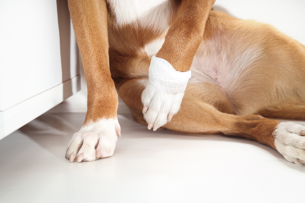 Dog,Not,Putting,Weight,On,Front,Leg,With,Bandage.,Puppy