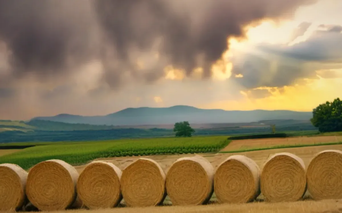 Insolvențele cresc cu 12% în 2026, agricultura și construcțiile în centrul crizei